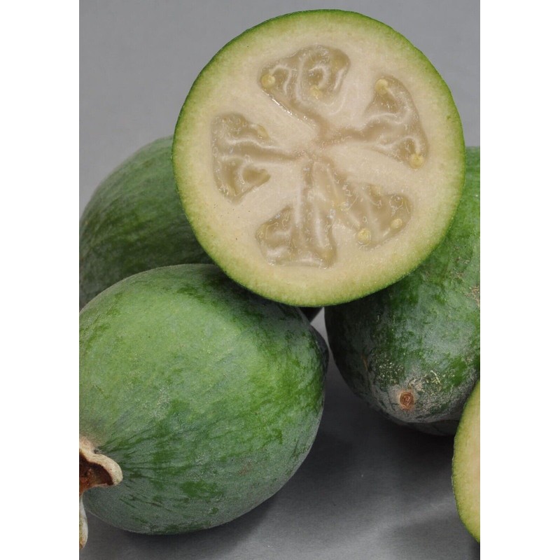 guava 4 Fresh Pineapple Guava Tree Cuttings for Planting .