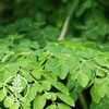 Moringa Powder Moringa Leaf Powder Powder 250g Moringa Powder Powder
