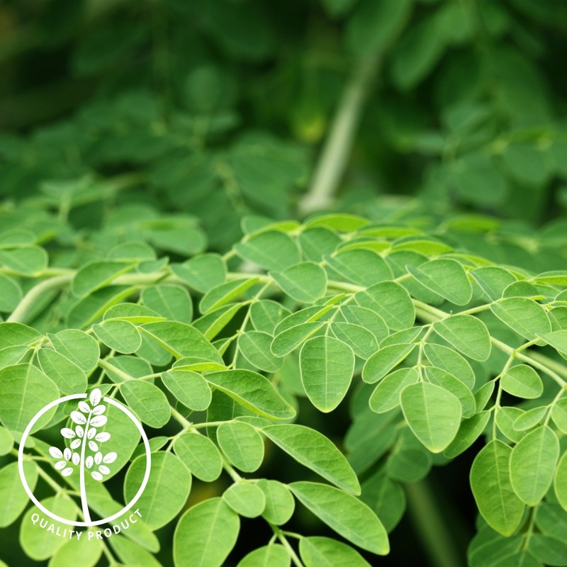 Moringa Powder Moringa Leaf Powder Powder 250g Moringa Powder Powder
