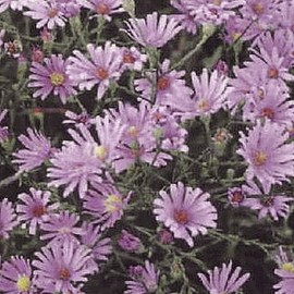 Everwilde Farms - 500 Sky Blue Aster Native Wildflower Seeds - Gold Vault Jumbo Seed Packet