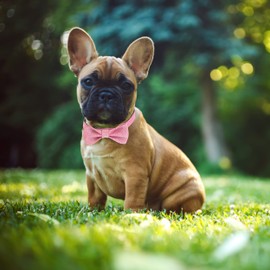 Jumpress Bling Dog Bow Tie Collar for Puppy Small Dogs and Cats, Cute Pink Girl Dog Collar with Bow for Daily Walking or Holiday Party (Neck fit 9-12’’)