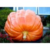 Giant Pumpkin Titan 10 Seeds for Planting Large Oversized Squash