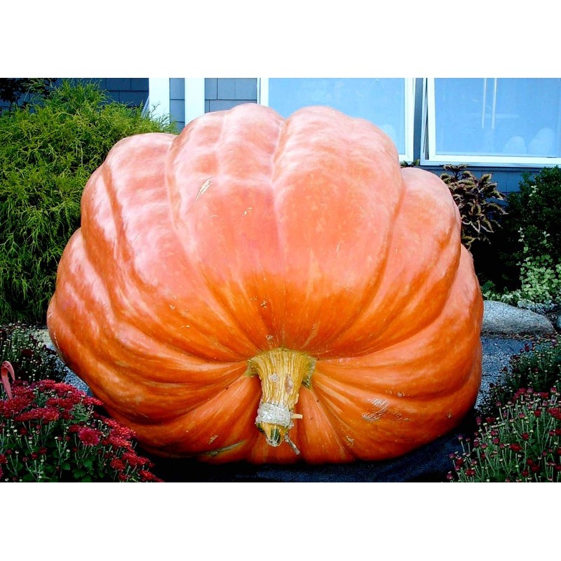 Giant Pumpkin Titan 10 Seeds for Planting Large Oversized Squash