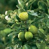 Thai Greenhouse Kaffir Lime Tree- Grafted Semi-Dwarf Kaffir Lime (Thai
