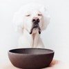 District 70 - Bamboo Dog Bowl - Dark Grey -