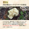 ティー・エム・シー βグルカン 高含有 220mg ハナビラタケ サプリメント 120粒 錠剤 元気の源 臨床試験済