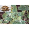 Pure Herbs: Ashwagandha - 1 oz.