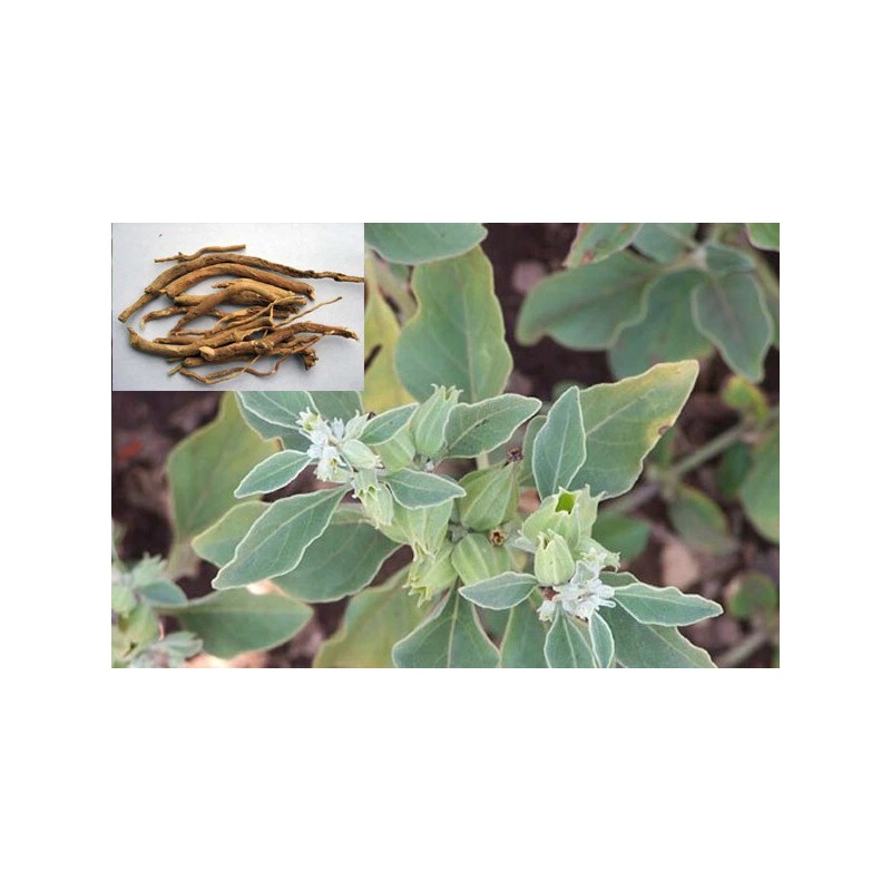 Pure Herbs: Ashwagandha - 1 oz.