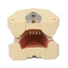 Dental Teaching Model Soft Gum 32 Teeth Dental Demonstration Teeth