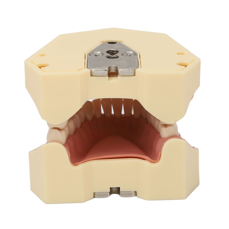 Dental Teaching Model Soft Gum 32 Teeth Dental Demonstration Teeth