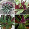 Tradescantia Spathacea~Boat Lily Moses in The Cradle Oyster Plant EZ