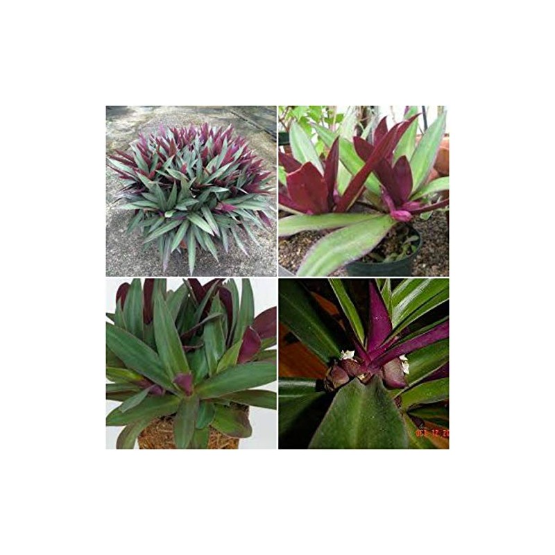 Tradescantia Spathacea~Boat Lily Moses in The Cradle Oyster Plant EZ
