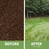 Mow Less Fine Fescue Grass Seed (Mow Less Fine Fescue,
