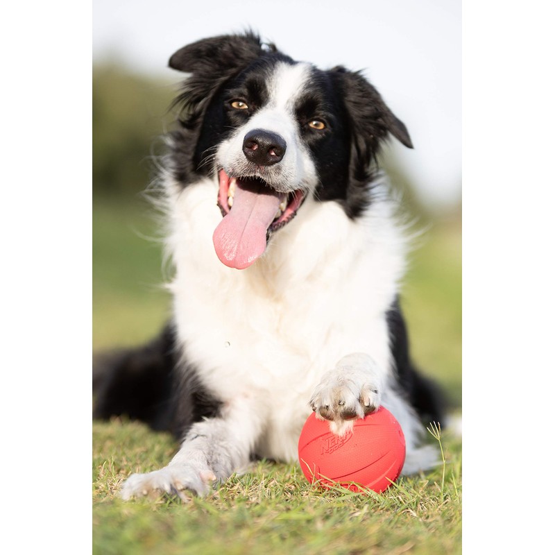 Nerf Dog Squeak Ball, Large