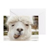 CafePress Funny Alpaca Smile Folded Greeting Card Glossy