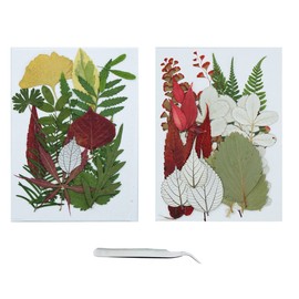 Cayway 36 Pieces Dried Pressed Leaves, Natural Dried Flowers, Natural Dry Leaves with Tweezers for DIY Resin Jewellery Nail Crafts Art Flower Decoration