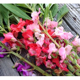 CEMEHA SEEDS - Garden Balsam Mix Annual Flowers for Planting