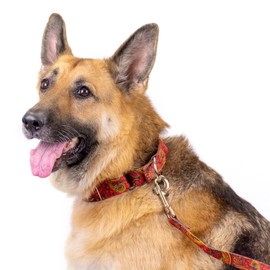 Country Brook Petz - Fire Paisley Martingale Dog Collar - Paisley Collection Featuring Classy Designs (1 Inch, Large)