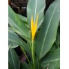 1 Heliconia Golden Torch Adrin Plant - Rhizome for Growing