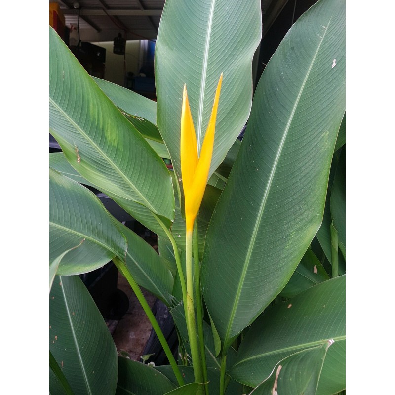 1 Heliconia Golden Torch Adrin Plant - Rhizome for Growing