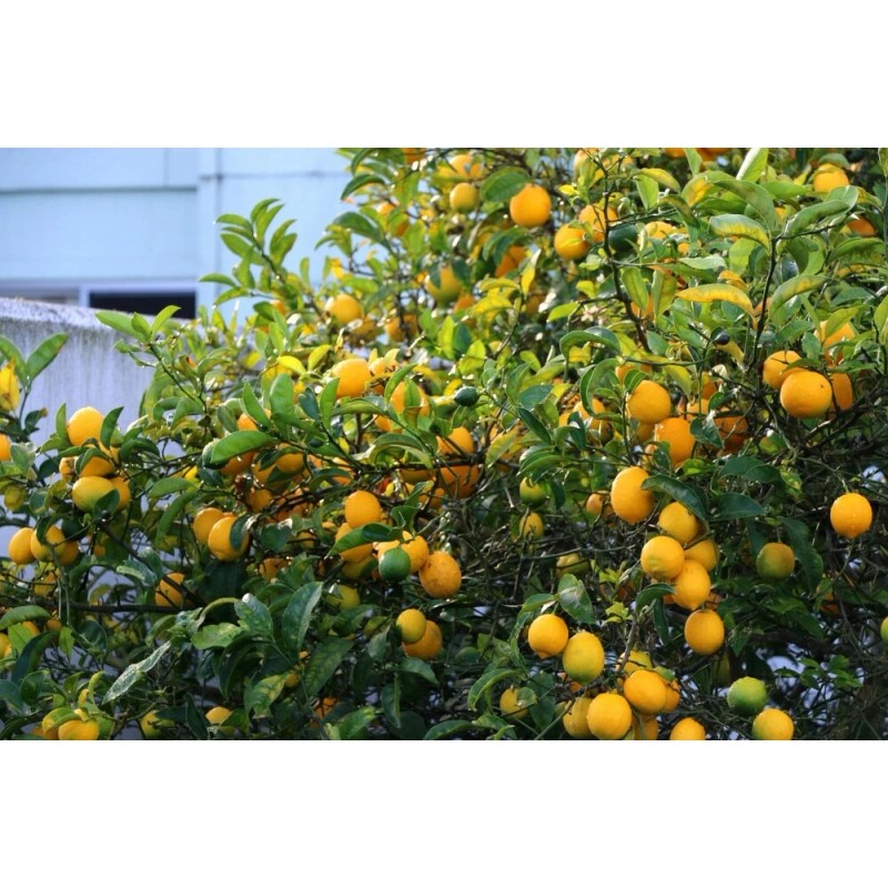 Tree Meyer Lemon Tree - 26-30" Tall - Live Fruit