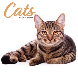 Cat 2025 Modern Calendar