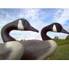 Canada Goose Decoy Head Flocking Kit - 50 Heads