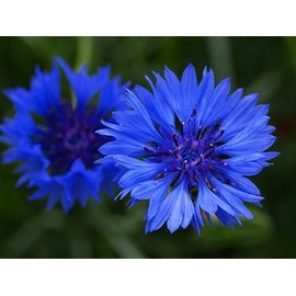 Centaurea Bachelors Button Blue Boy Nice Garden Flower by Seed Kingdom 100 Seeds