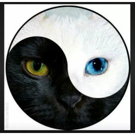 Fashion Jewelry YIN YANG CAT ANIMAL PET BLUE GREEN EYES FACE pendant 20" Silver 925 necklace