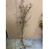 live plant Two plants 2-3 year old Washington hawthorn (Crataegus