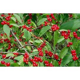 Amur Honeysuckle Bush! 12 Seeds! (Lonicera Maackii) Birds Love it!