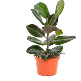 Shop Succulents Ficus Burgundy Rubber Tree, Live Indoor Floor Plant, Trendy Living Room or Office Decor, Tropical Houseplant Potted in Soil with Grower Pot, Garden and New Home Gift, 2-3 Feet Tall
