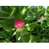 Red 10 Beautiful APTENIA Cordifolia, RED APPLE succulent, BABY SUNROSE,