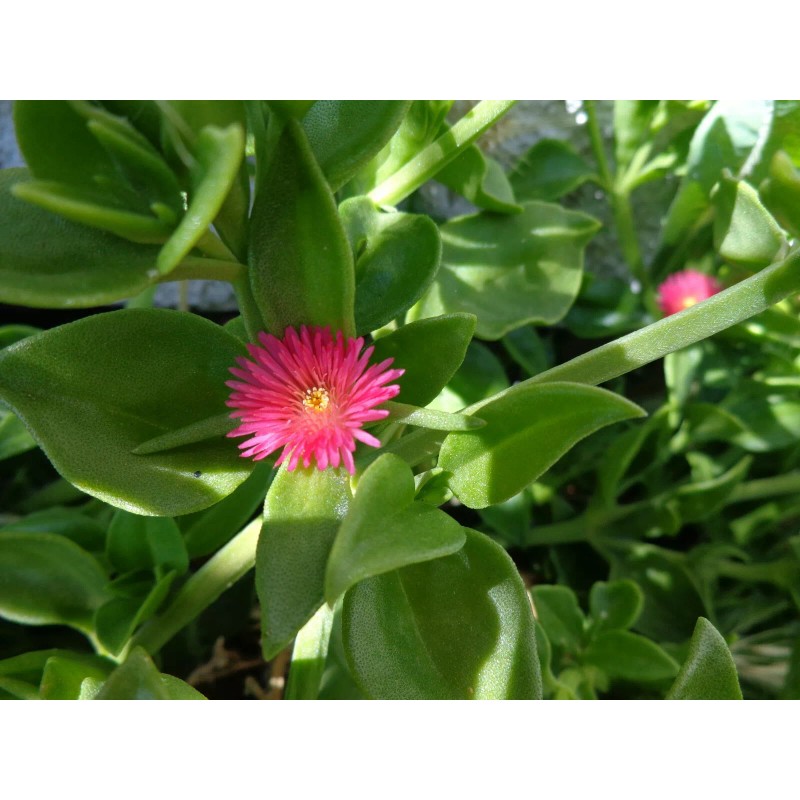Red 10 Beautiful APTENIA Cordifolia, RED APPLE succulent, BABY SUNROSE,