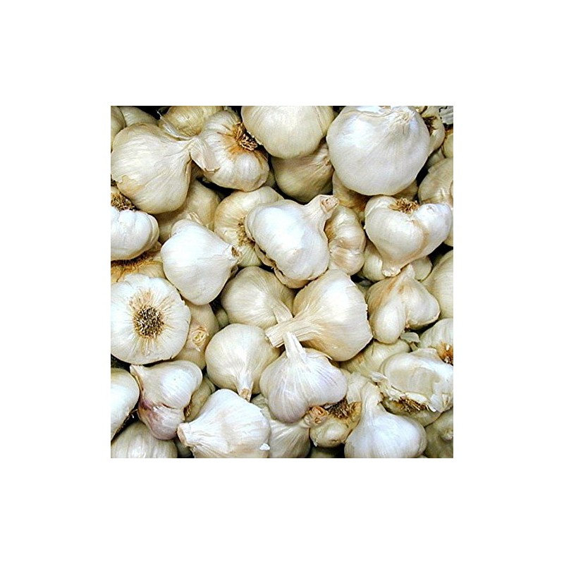 California Softneck Garlic Bulbs - 6 Bulbs