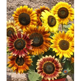 The Gardening World 150 Autumn Beauty SUNFLOWER Seeds Helianthus annuus - Deer Resistant
