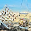 Acrylic Magnetic Seashell Display Box, Clear Acrylic 36 Grids Storage