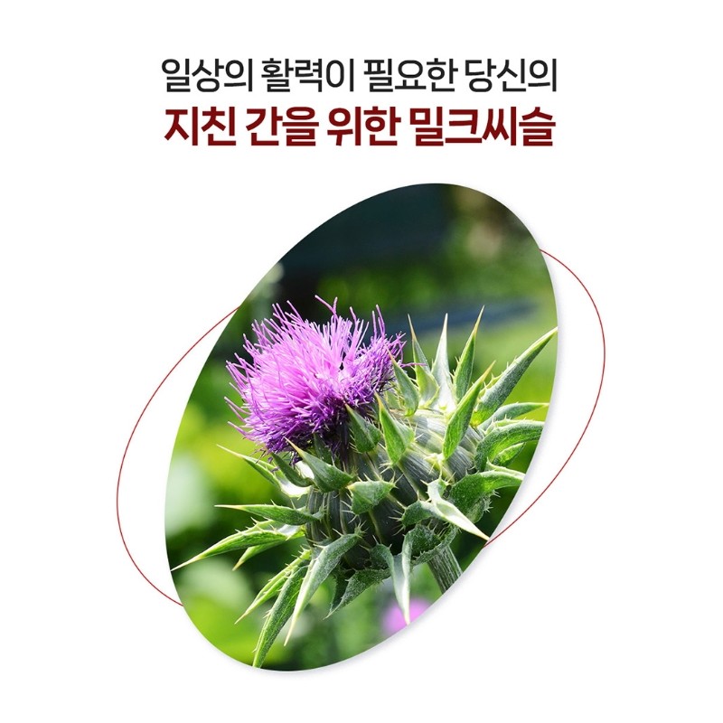 Liver Milk Thistle Silymarin Nutrients Good for the Liver About