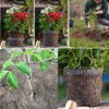 Plant Root Guard Baskets - 6 Pcs Stainless Steel Wire