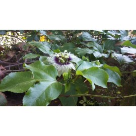 Serendipity Seeds 10 seeds Passiflora edulis Passion Flower Seeds Fragrant Vine Premium Seed Pack