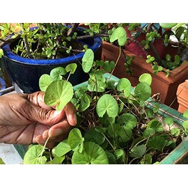 100 Seeds Centella Asiatica Seeds, Indian Pennywort Gotu Kola Seeds
