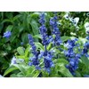250 Blue Bedder Sage Flower Seeds Salvia Farinacea