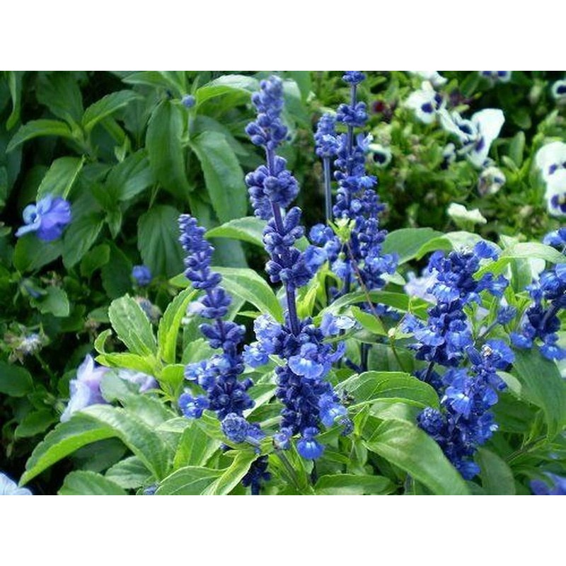 250 Blue Bedder Sage Flower Seeds Salvia Farinacea
