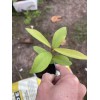 Unbranded Black Java Plum (syzygium cumini) fruit tree 5”- 10”Live
