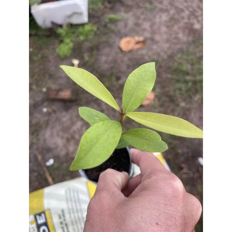 Unbranded Black Java Plum (syzygium cumini) fruit tree 5”- 10”Live