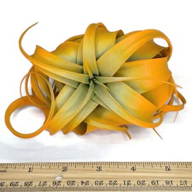 XL Xerographica Colored Air Plant, Live Tillandsia House Plant, Easy Care Indoor Outdoor, Great Gift, Healthy Arrival Guaranteed (Bright Orange)