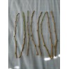 Tree Red Mulberry Tree 7 Cuttings 7"-9' long Organic Leave