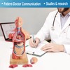 Merinden Human Body Model for Anatomy Study, 15 Part 11''