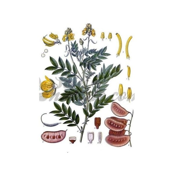 Iphym Pharma Séné Follicule Coupée Iphym Herboristerie Cassia angustifolia, 100