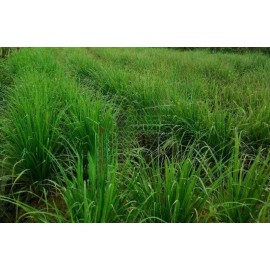 100+Lemongrass Seeds West Indian Culinary Herb perennial plant seeds USA